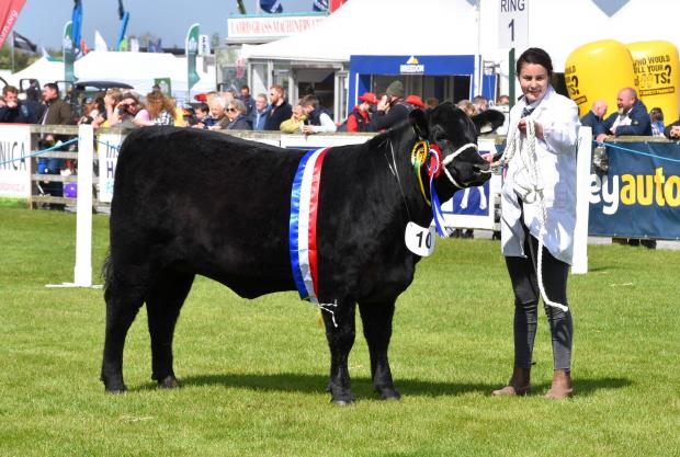 The Scottish Farmer: Aberdeen-Angus champion, Woodvale Delia X867, from the Armour family