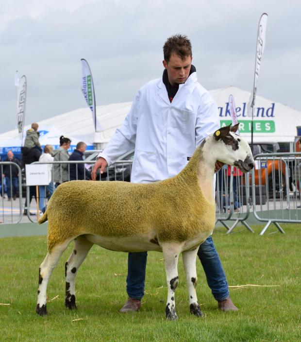 The Scottish Farmer: Jimmy Mills, Kilwaughter, won the Bluefaced Leicester championship and reserve inter-breed sheep