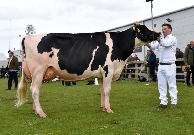 The Scottish Farmer: Martin and Cyril Millar's Holstein champion and reserve inter-breed dairy champion Peak Chief Fran