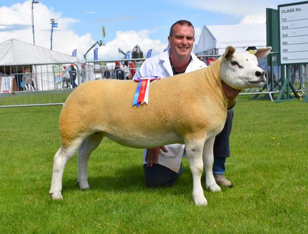 The Scottish Farmer: Inter-breed sheep champion, the Texel from Gary Beacom