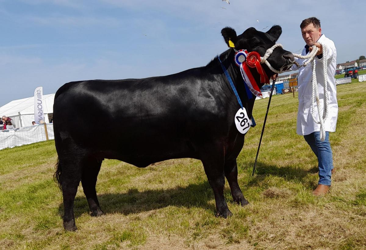 Aberdeen Angus champion, Duncanziemere Jody W404 from Alistair Clark and Sons
