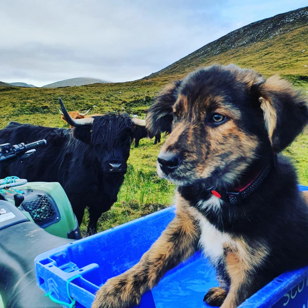 Shona Bertin - This is Finn our New Zealand Huntaway meeting our Highland Cows for the first time on the Isle of Harris