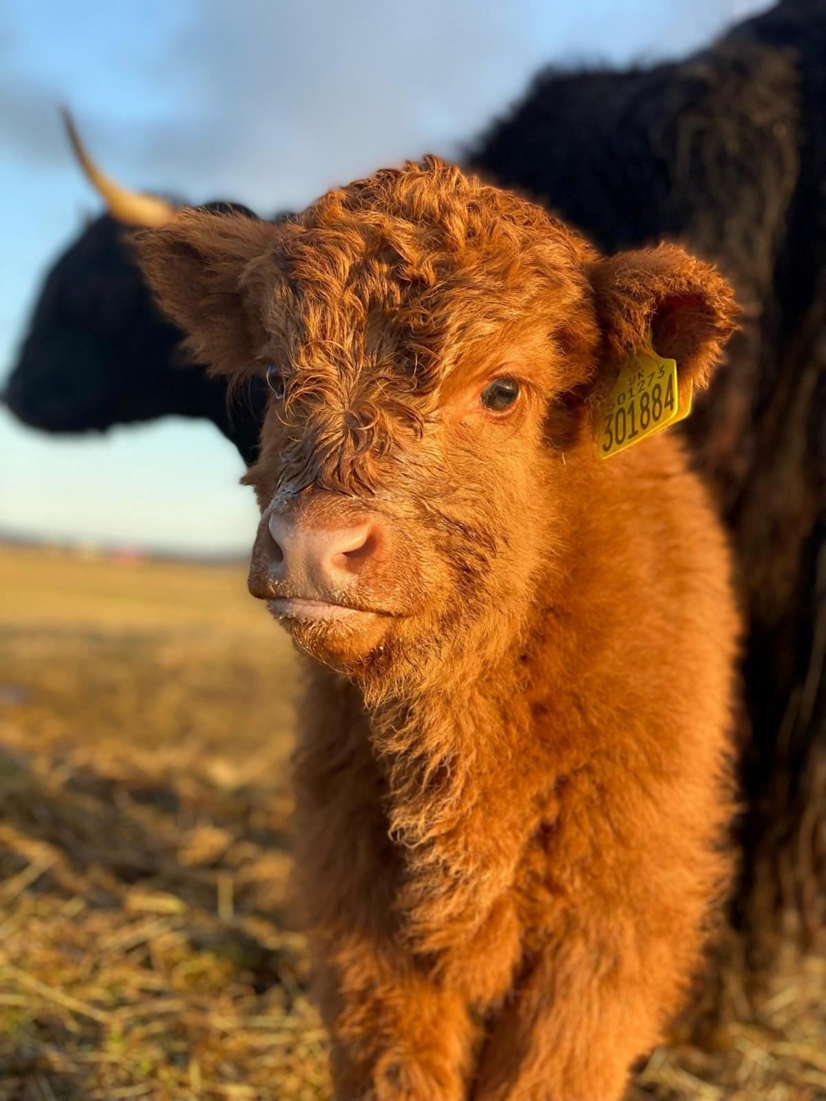 Carianne MacDonald (Ardbhan Fold, North Uist) - Highland bull calf finally enjoys a sunny morning after weeks of gales in North Uist, Outer Hebrides
