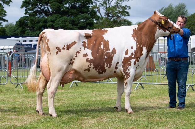 The Scottish Farmer: Overall dairy champion went to Cuthill Towers Addiction Peony from the Lawrie family Ref:RH210522336 Rob Haining / The Scottish Farmer...