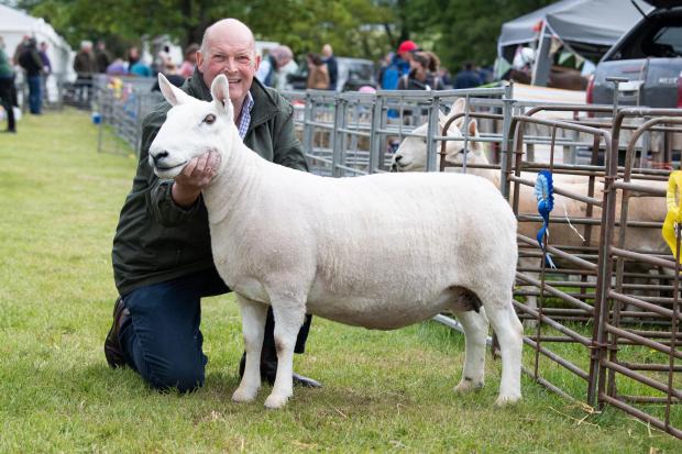 The Scottish Farmer: Cheviot champion was the ewe from George Milne Ref:RH210522332 Rob Haining / The Scottish Farmer...