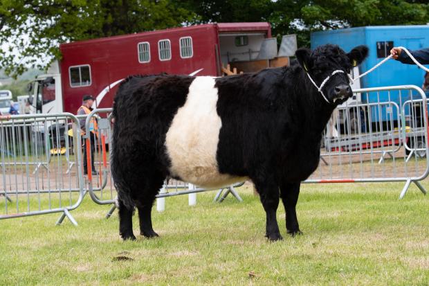 The Scottish Farmer: Belted Galloway champion was Brodale Dreama Helena from L and R Brown Ref:RH210522344 Rob Haining / The Scottish Farmer...