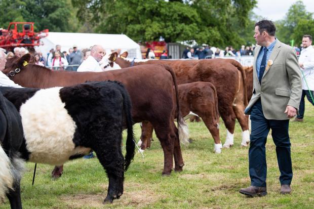 The Scottish Farmer: Melvin Stuart take a final walk round before tapping out his overall pedigree cattle champion Ref:RH210522351 Rob Haining / The Scottish Farmer...
