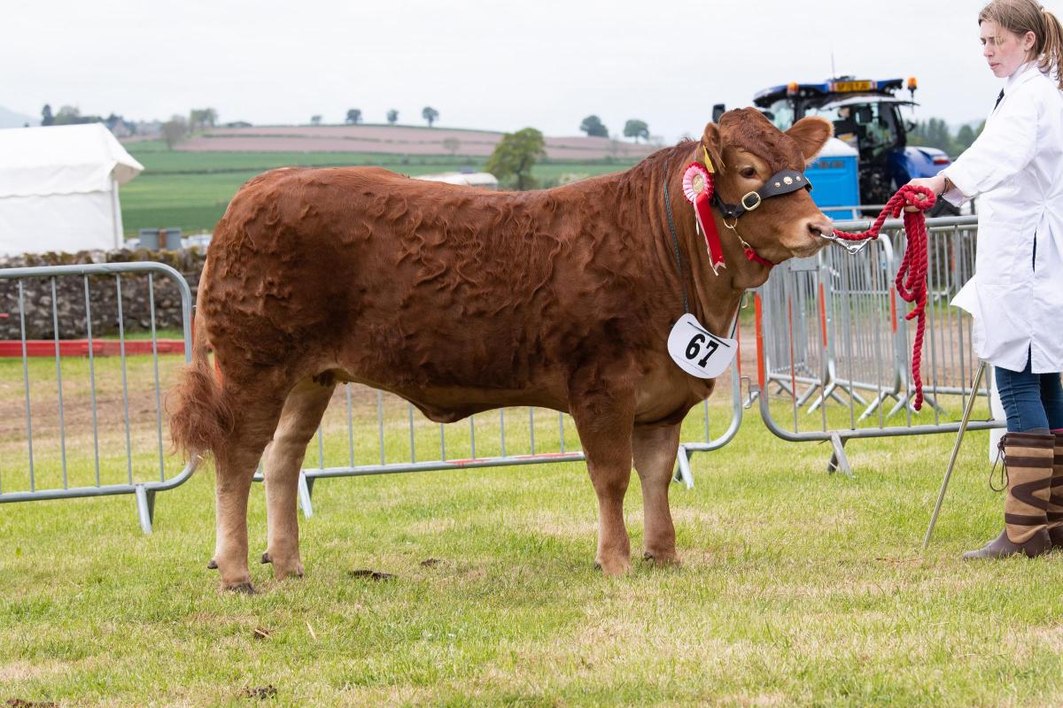 Beath Shelby stood champion in the Limousin section for the Thomson family Ref:RH210522345  Rob Haining / The Scottish Farmer.