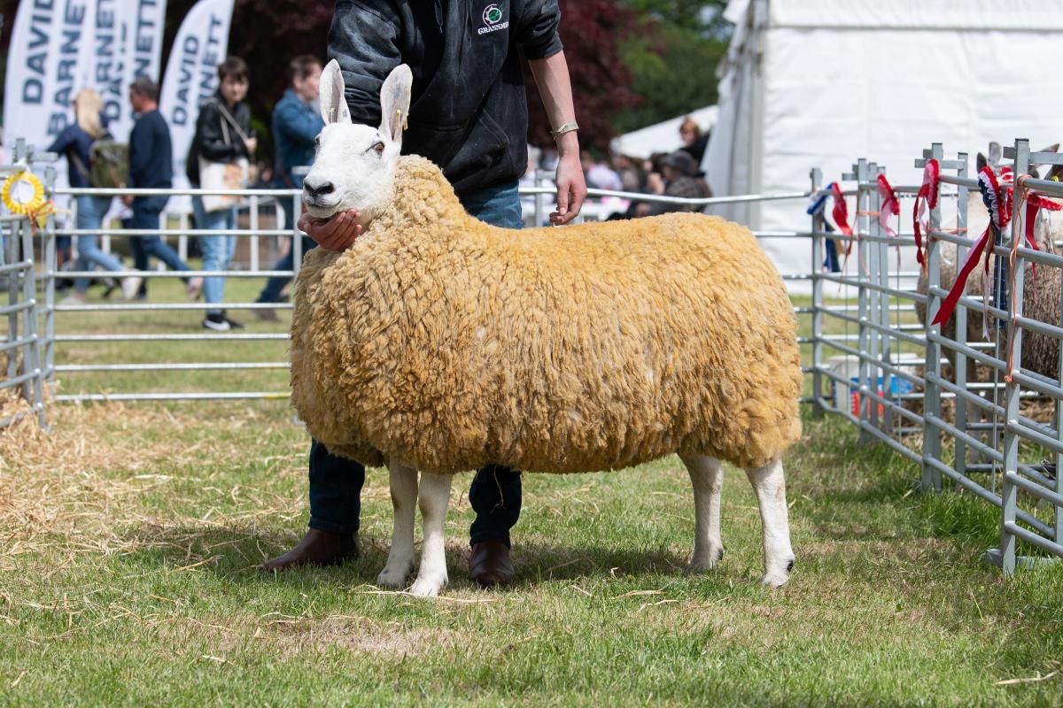 Border Leicester champion was from Euan Mill  Ref:RH210522356  Rob Haining / The Scottish Farmer...