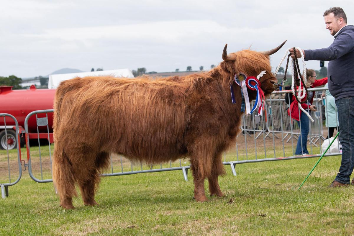 Bryer Rose of Rannoch took top ticket in the Highland section for the MacNaughton family Ref:RH210522343  Rob Haining / The Scottish Farmer...