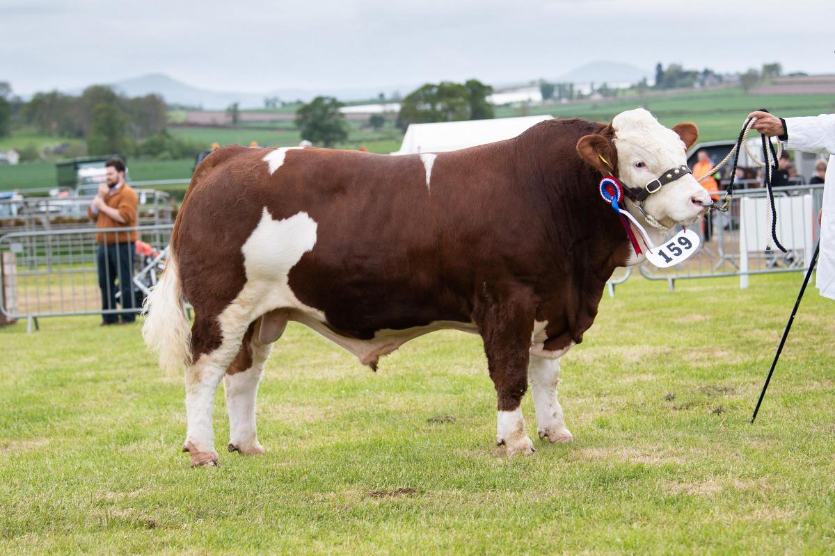 Simmental champion was the bull Broombrae Major from Gordon Clark  Ref:RH210522353  Rob Haining / The Scottish Farmer...
