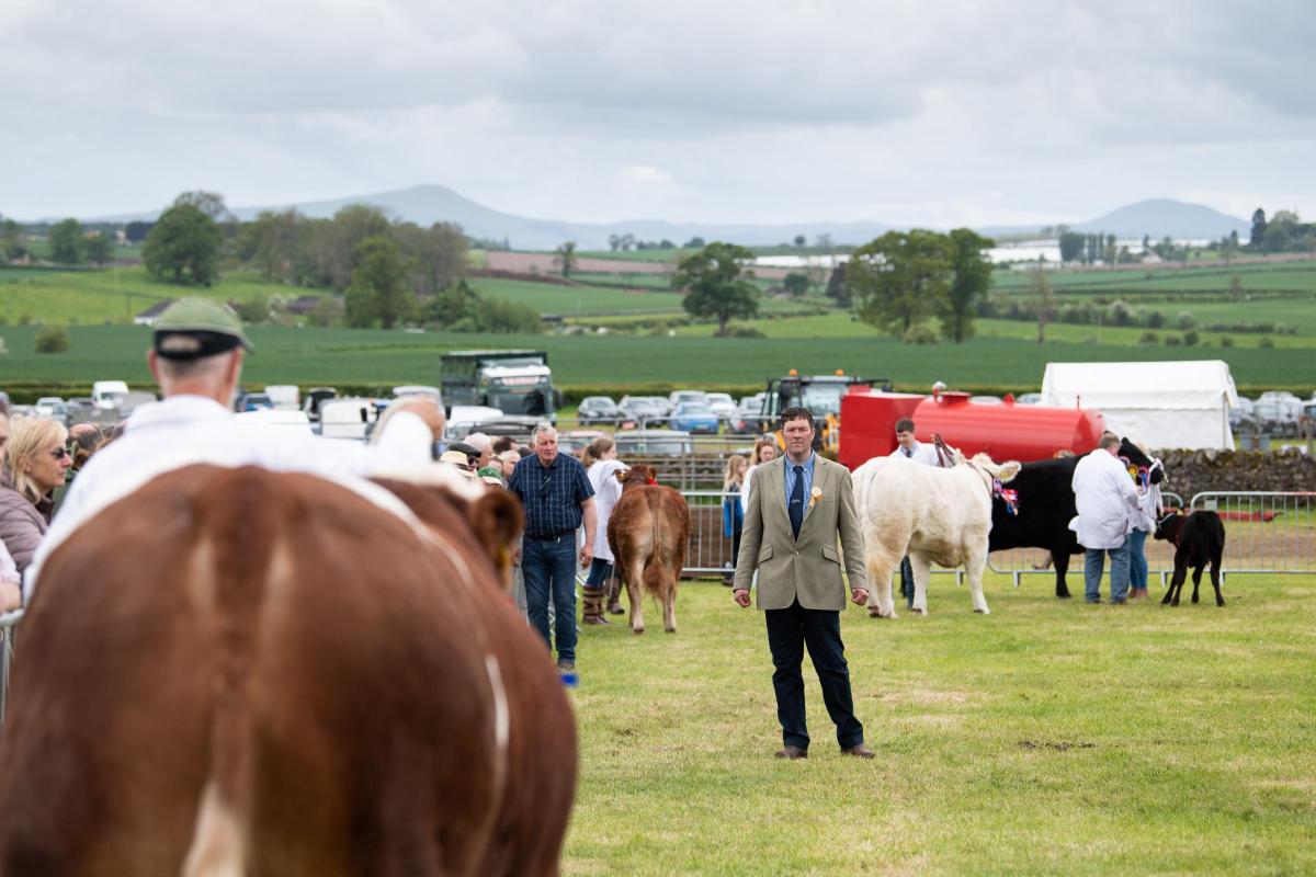With views over to East and West Lomond hills, Melvin Stuart judged the overall cattle champion at Fife show Ref:RH210522350  Rob Haining / The Scottish Farmer...