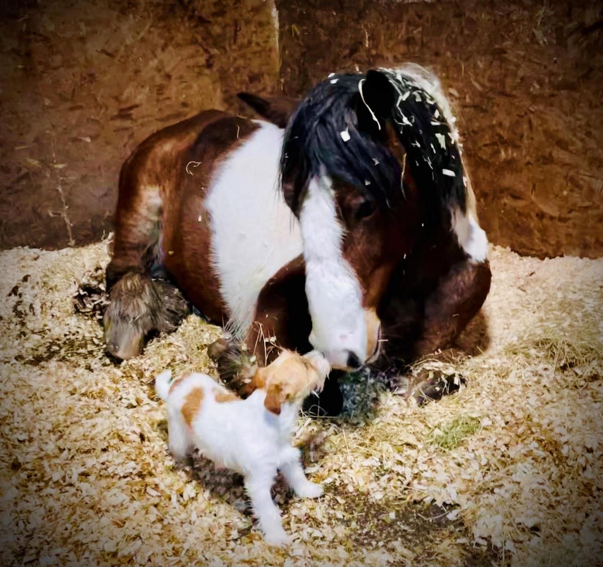 June Clayton (The Stables - North Drumboy) - Riley our Jack Russell and stable girl tucking her best friend Cruise in for the night