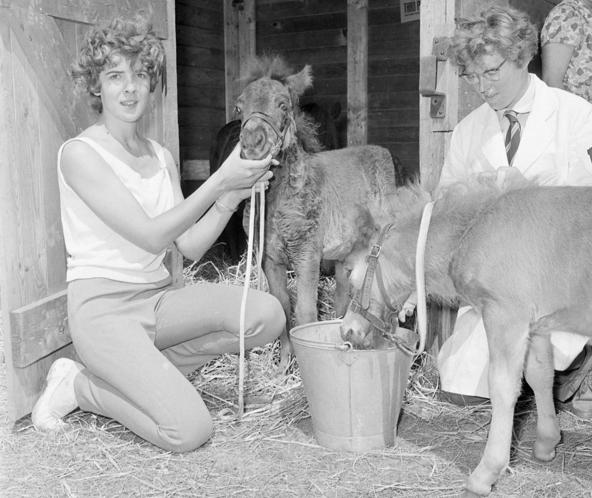 Royal Highland Show. Miss Moira Brown, Dollar with Shetland Ponies. Ingliston, Midlothian 24th June 1960.