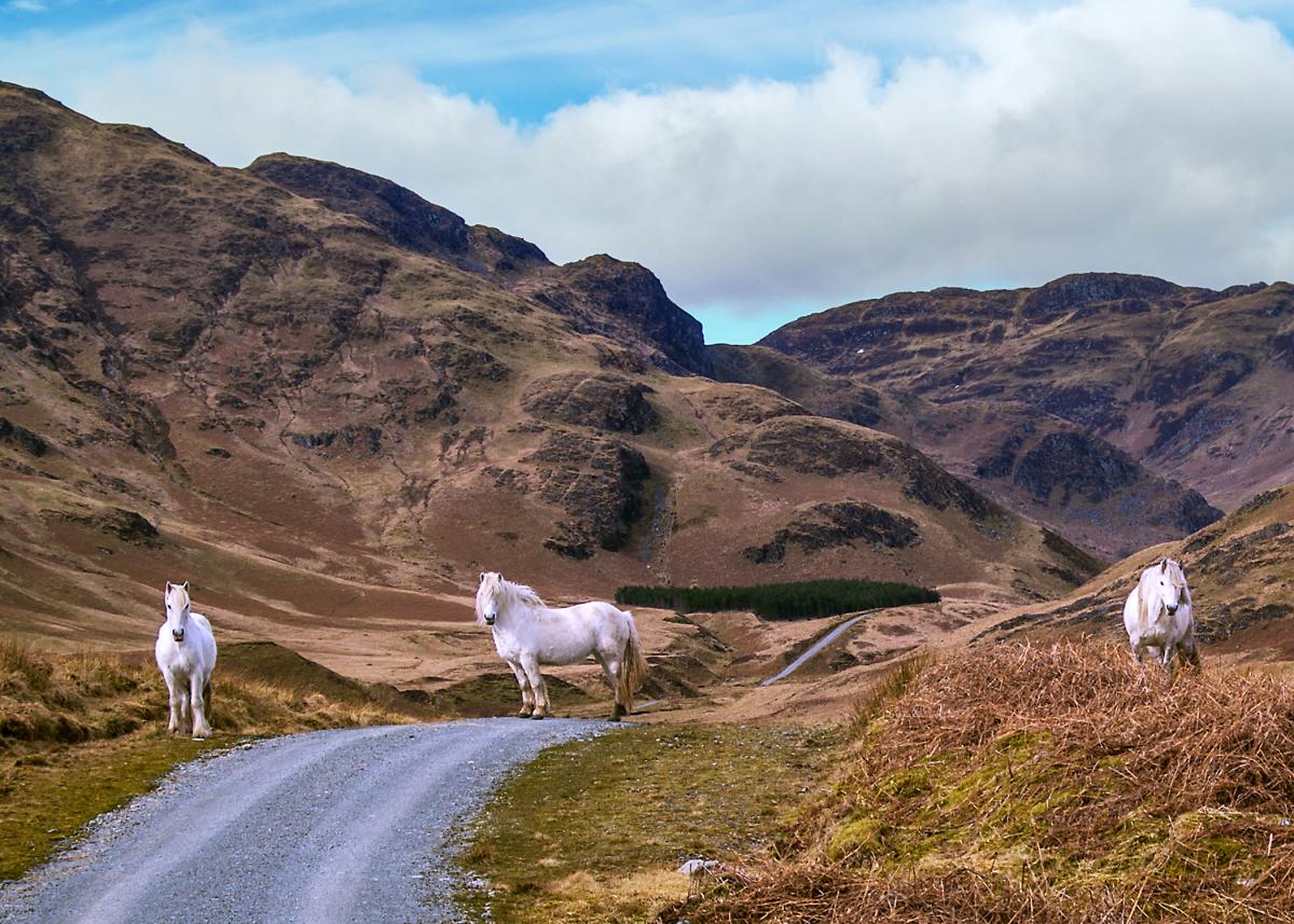 Robert Harrison - Guardians of the Glen, 3 Highland ponies in a glen near Comrie, Perthshire.