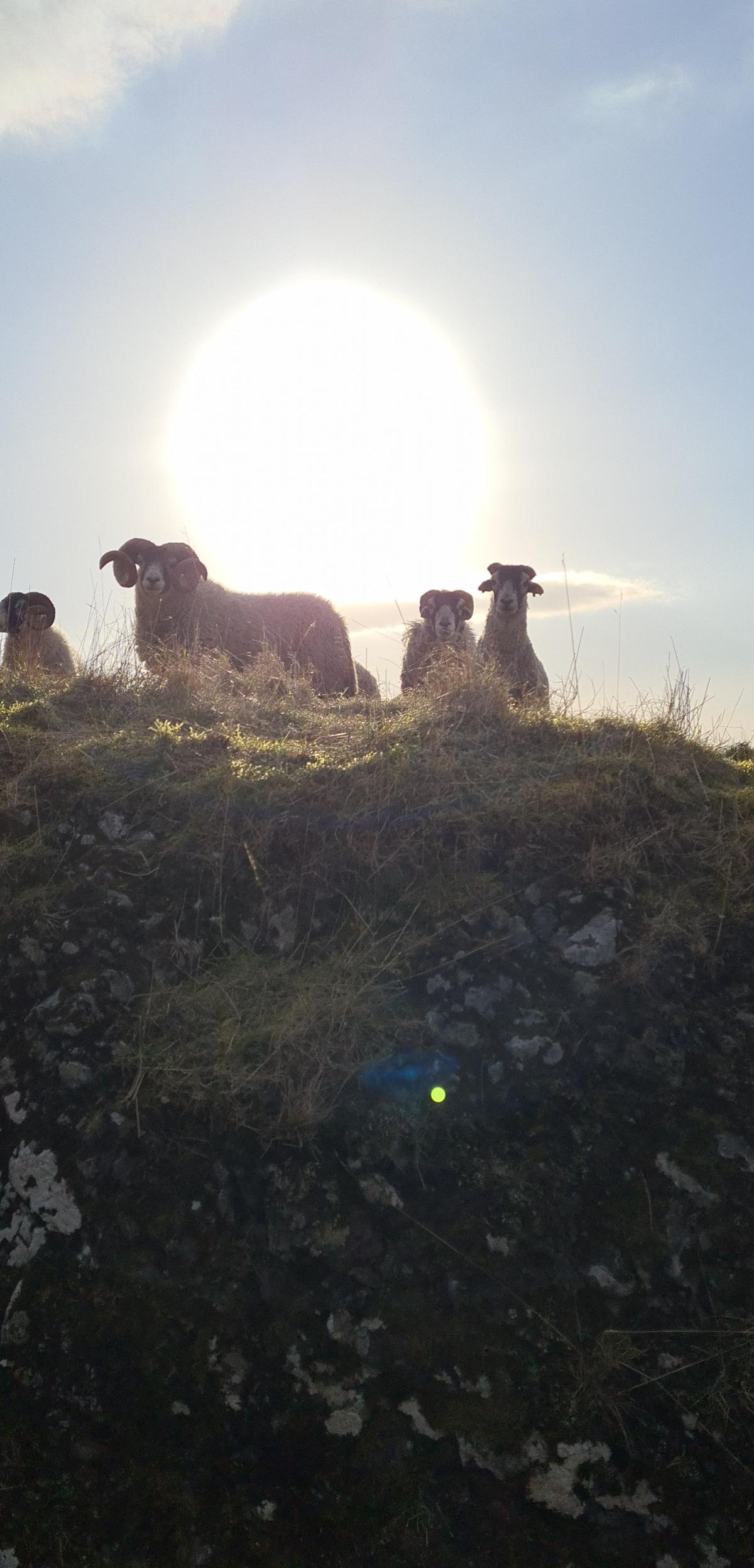 Heather - Lads happy to see the sun out this morning. Or just being noisy