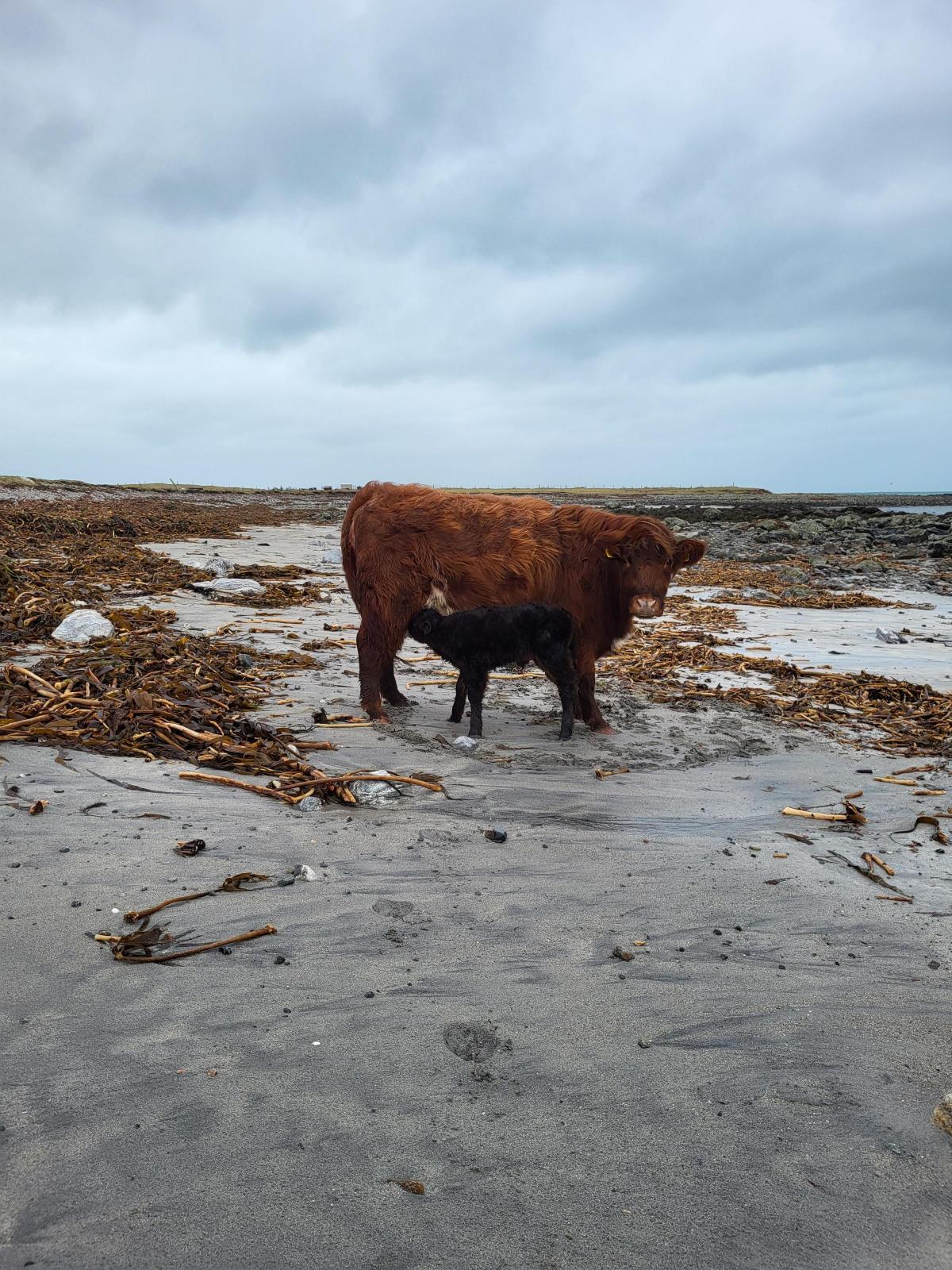 Iain Beaton - Newborn calf born in Balgarva, South Uist, then a beach walk for the calf!