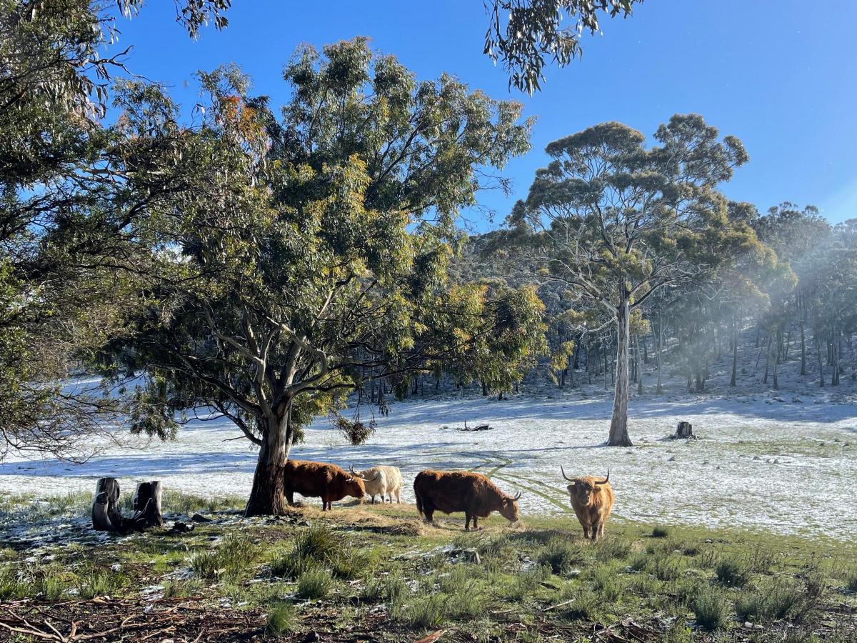 Katy Ash - Late fall of snow - Black Hills Tasmania
