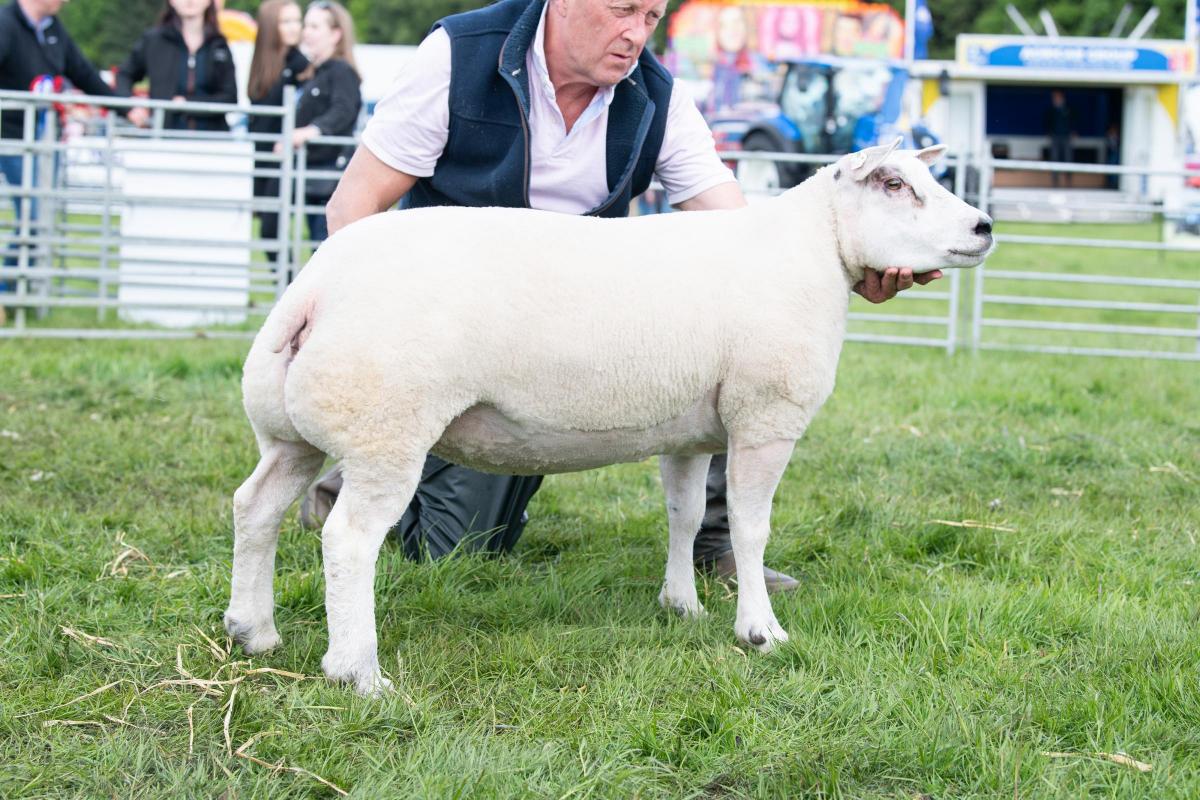 Continental sheep champion was the Beltex from Donnie Allan Ref:RH280522118  Rob Haining / The Scottish Farmer...