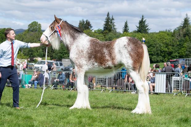 The Scottish Farmer: Dalfoil Lady Eliza was champion in the Clydesdale section for the Christie family Ref:RH280522098 Rob Haining / The Scottish Farmer...