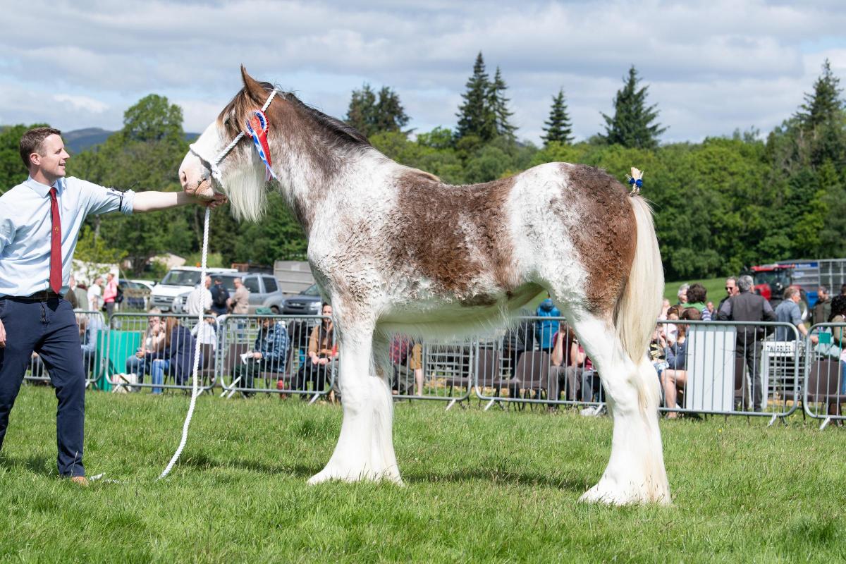 Dalfoil Lady Eliza was champion in the Clydesdale section for the Christie family Ref:RH280522098  Rob Haining / The Scottish Farmer...