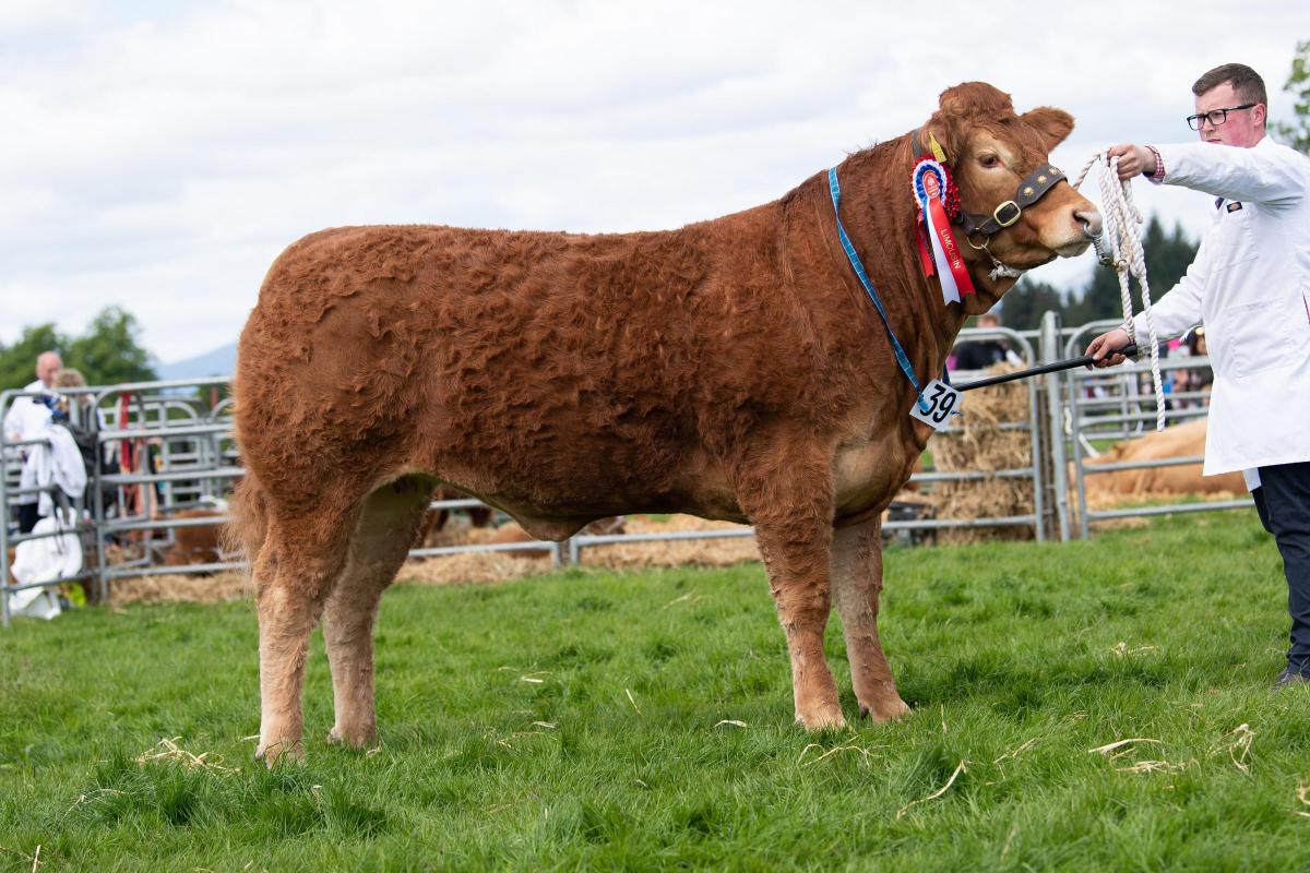 Dougie and Lynda Graham's Limousin stood champion in the beef section and took the show overall champion of champions Ref:RH280522112  Rob Haining / The Scottish Farmer...