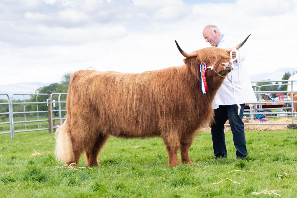 Highland cattle champion was from Alan Prentice   Ref:RH280522115  Rob Haining / The Scottish Farmer...