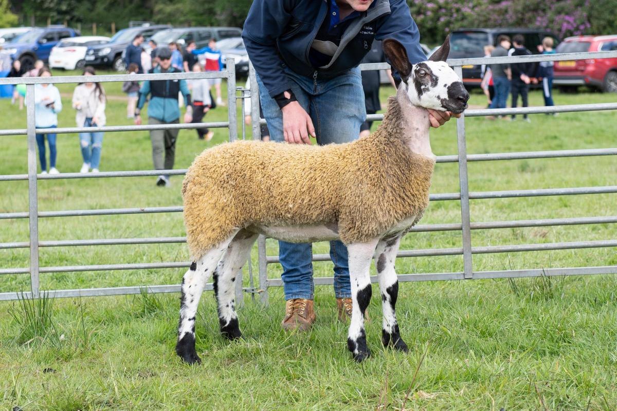 Jamie Pires Blue Faced Leicester ewe lamb stood overall sheep champion  Ref:RH280522125  Rob Haining / The Scottish Farmer...