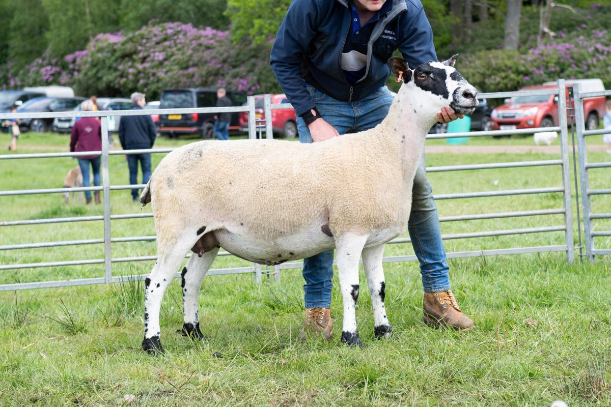 Jamie Pirie also took the top ticket in the Mule section Ref:RH280522126  Rob Haining / The Scottish Farmer...