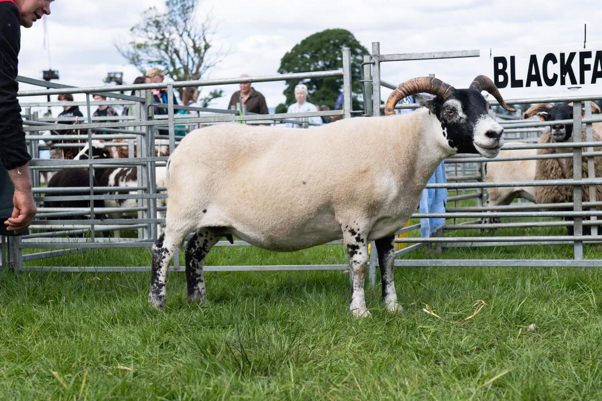 The Blackie champion was from Archie and John MacGregor Ref:RH280522097  Rob Haining / The Scottish Farmer...