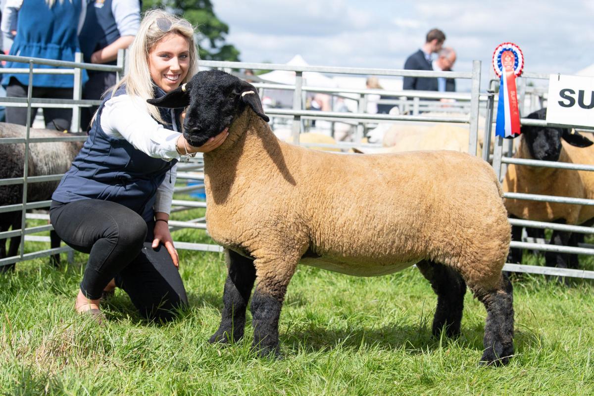 The Bryce family's ewe lamb was champion in the Suffolk section Ref:RH280522094  Rob Haining / The Scottish Farmer...