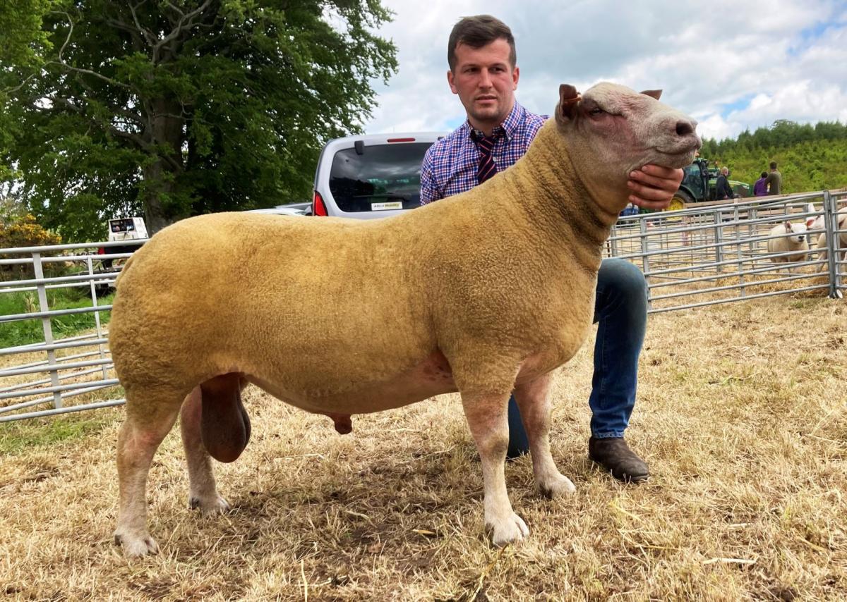 Ben Radley won the Charollais sheep section with this ram