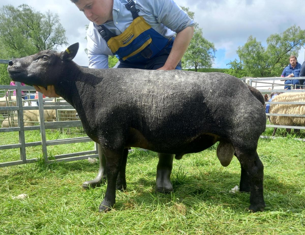 Any other breed champion was the Blue Texel from Andrew Struthers and Morag Young