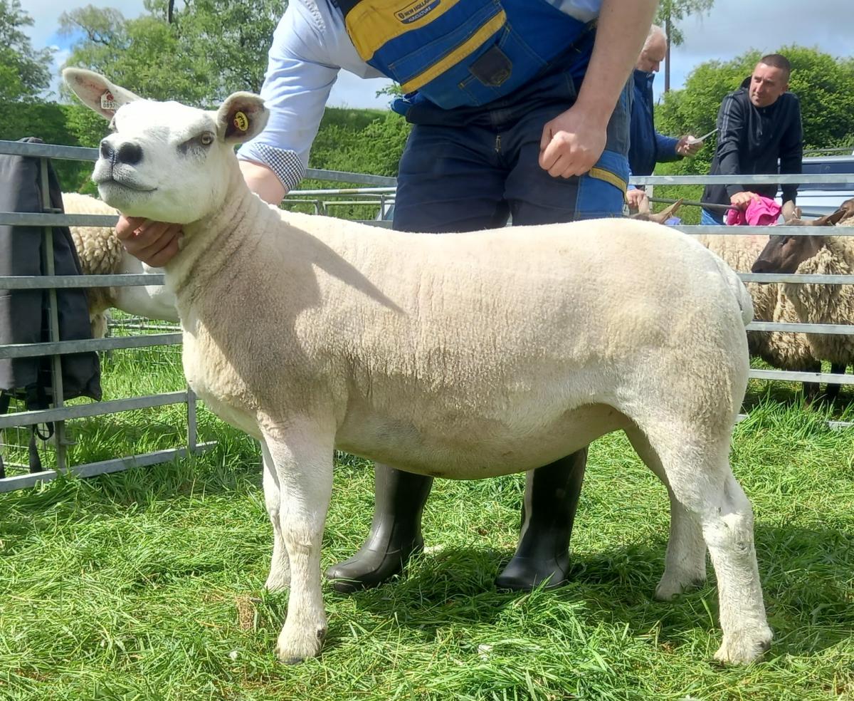 Texel champion and overall champion of champions from Boylston