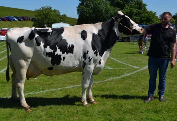 The Scottish Farmer: Kerr Scott's five-year-old Holstein cow picked up the president's overall champion ticket