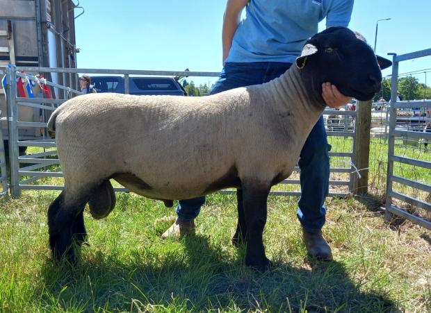 The Scottish Farmer: Suffolk supreme was the shearling ram from the Scrogtonhead flock