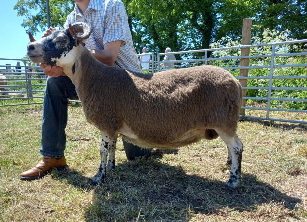 The Scottish Farmer: Stuart and William Heads won the Blackface championship with this ewe