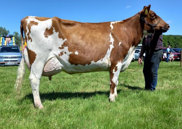 The Scottish Farmer: Harperfield won the any other dairy breed class, supreme dairy and overall cattle championship
