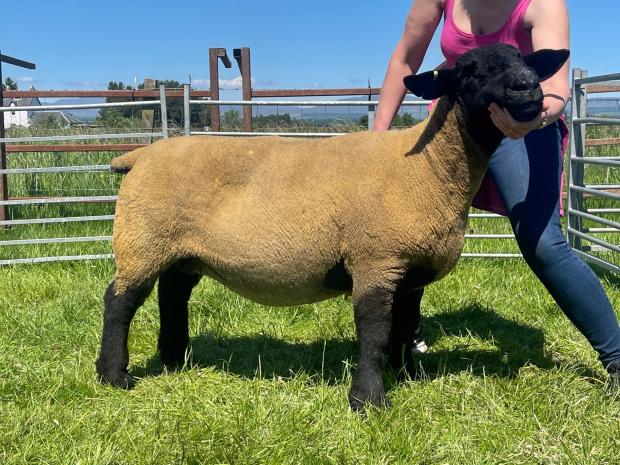 The Scottish Farmer: Suffolk champion was the home-bred two-crop ewe from Robert Bryce