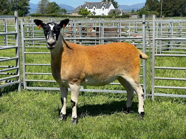 The Scottish Farmer: This gimmer stood supreme amongst the Scotch Mules for Heather Gray and Lewis Smith