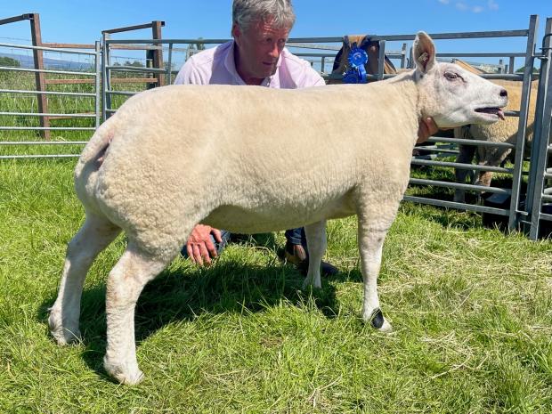 The Scottish Farmer: Donnie Allan's Beltex gimmer, Hackney Girls Aloud was the Continental champion