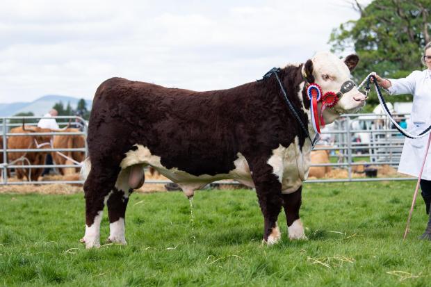 The Scottish Farmer: Native champion was the Hereford bull from the Harvey family Ref:RH280522110 Rob Haining / The Scottish Farmer