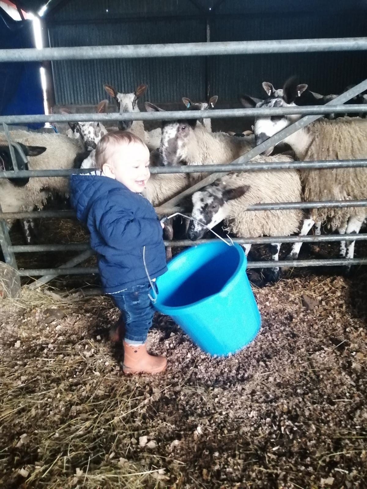 Struan Donald - Helping feed the sheep