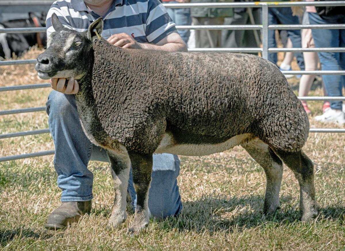 Ally Baird also won the any other continental title with this Badgerface Texel