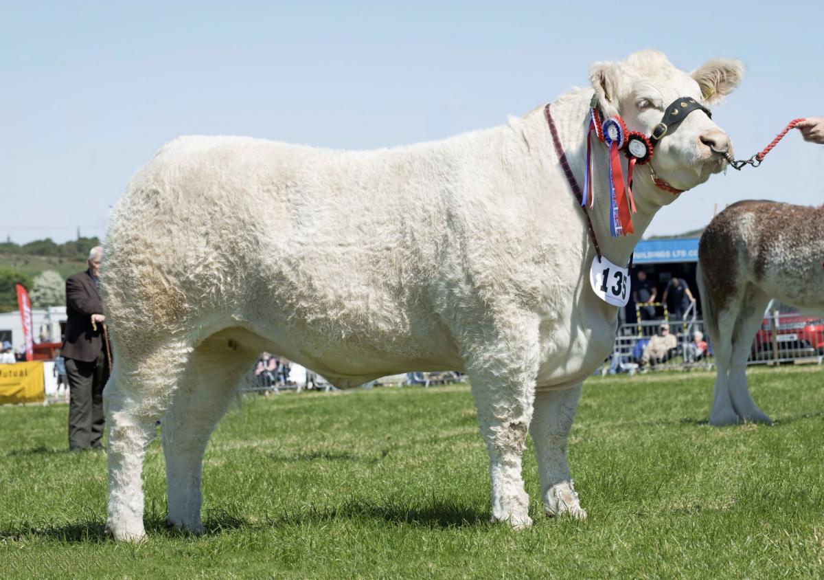 Burradon Raquel won the beef inter-breed championship and supreme overall for Brailes Livestock