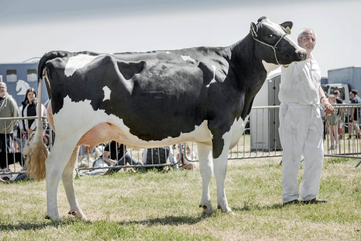 Riverdane was Holstein champion and supreme dairy for the Wilsons, Carskerdo