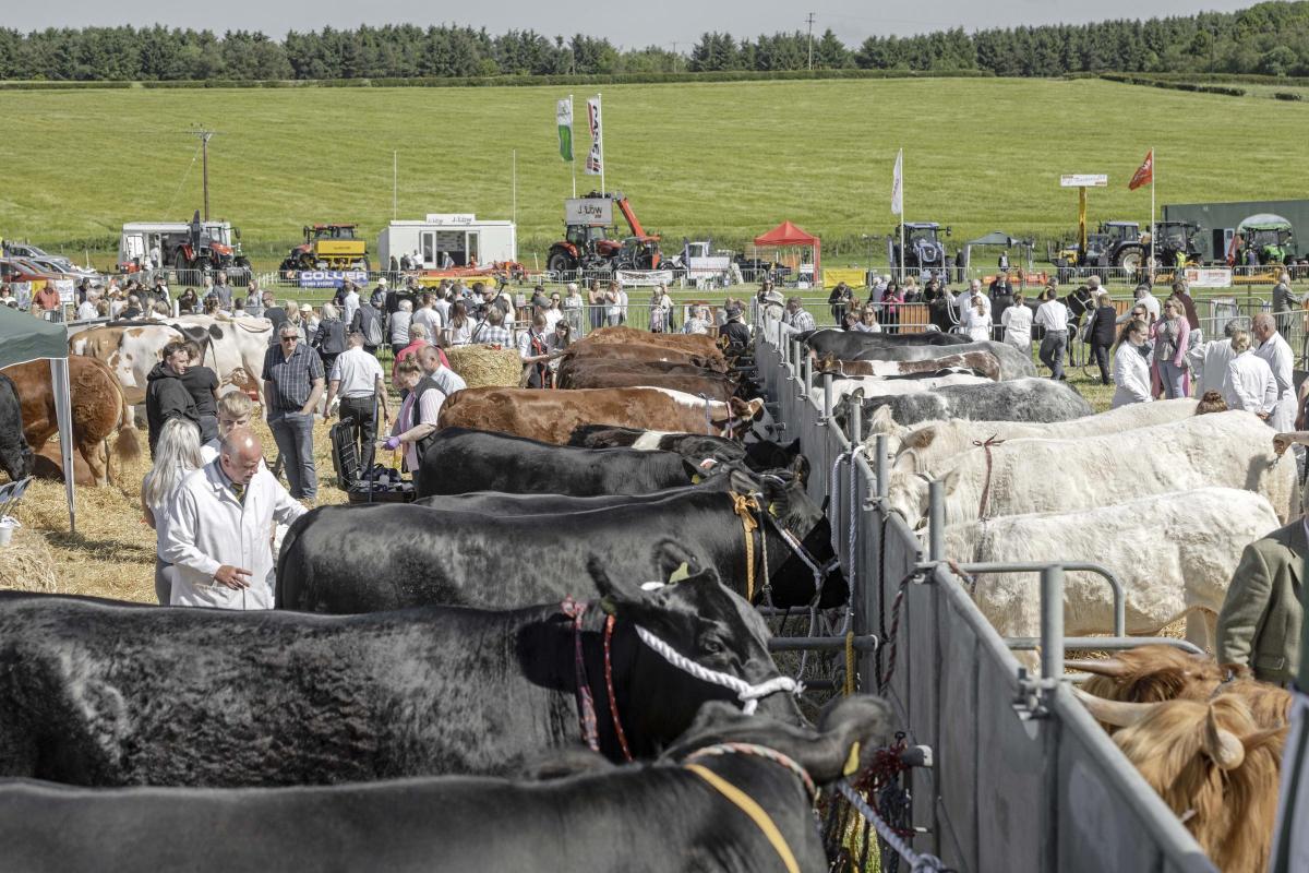 West Fife Show 4th June.Well stocked cattle lines.