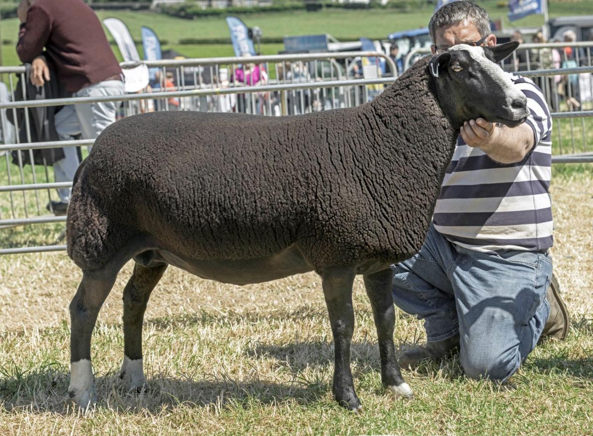 Zwartbles champion and supreme sheep from Ally Baird