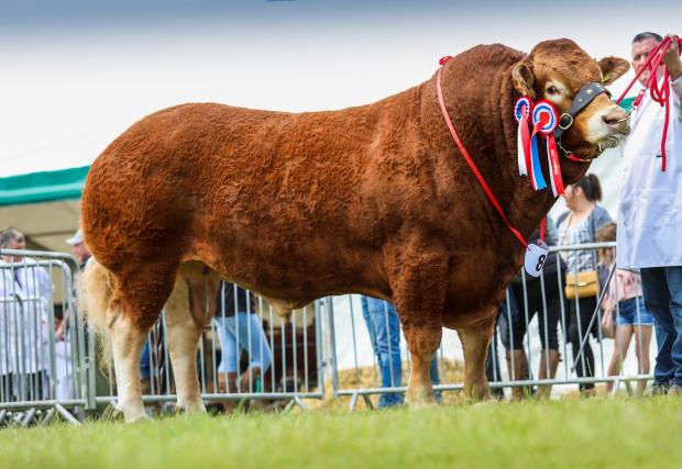 The Scottish Farmer: Inter-breed beef champion and champion of champions, Upperffrydd Power, a Limousin from Thor Atkinson