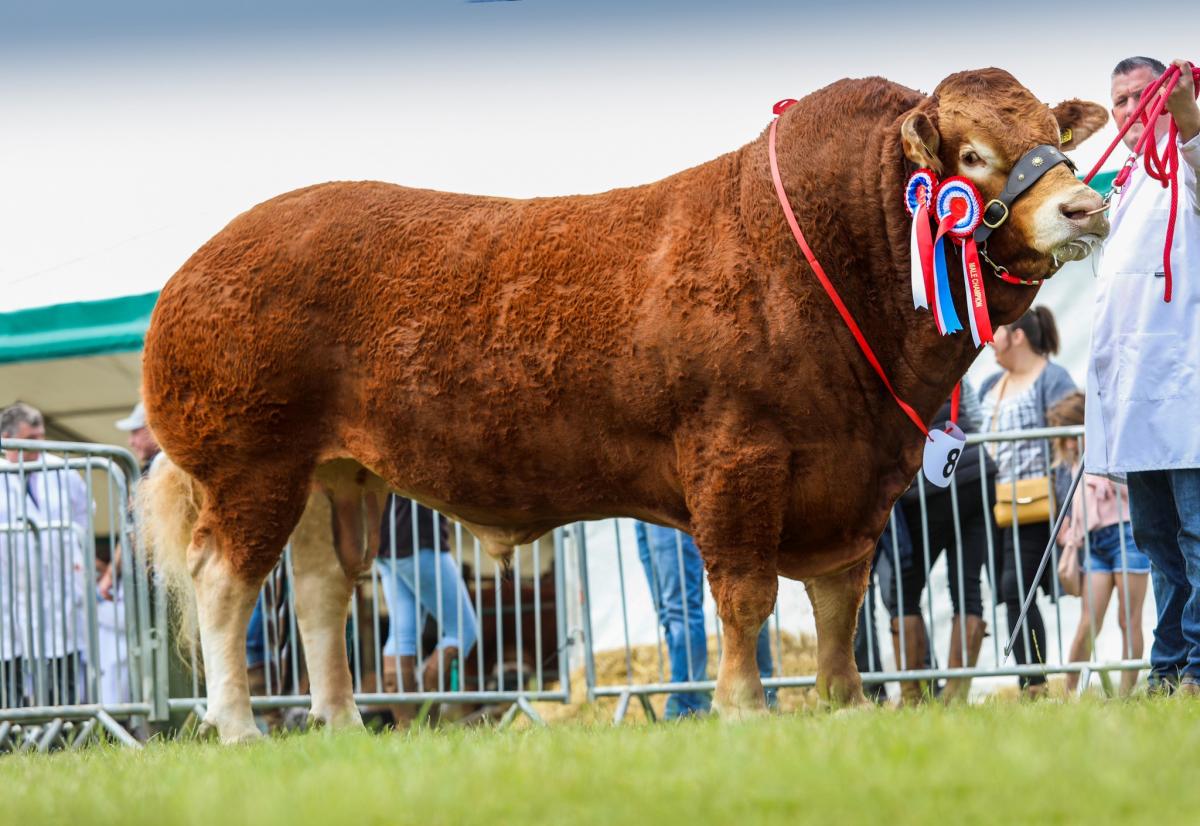 Interbreed Beef Champion and Champion of Champions lot 86 UPPERFFRYDD POWER.